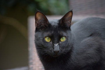 intense look of a black cat with a scar on her face