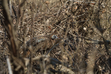Wild Turkey hiding in a brush pile in a forest.  