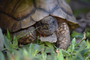 turtle peeking out of its shell
