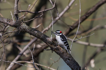 Male Downy Woodpecker clinging to a tree branch. 