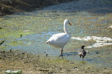 two birds enjoying the wetland