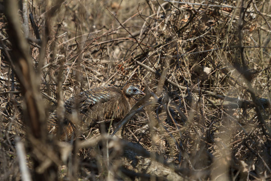 Wild Turkey hiding in a brush pile in a forest.  