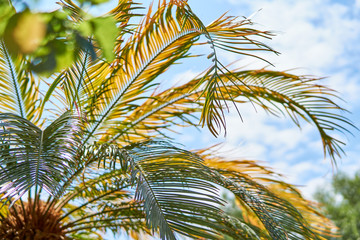 Phoenix dactylifera or Date palm against the blue sky