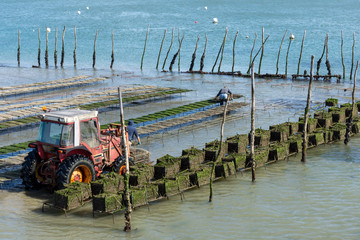 CAP FERRET (Bassin d'Arcachon), ostréiculteurs