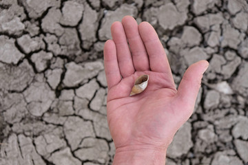 Shell in human hand on cracked soil background. Environmental disaster in Ukraine.
