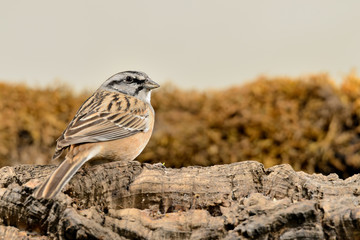 escribano montesino macho posado en un tronco con musgo (Emberiza cia) Marbella Andalucía España