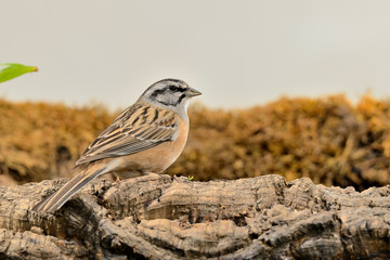 escribano montesino macho posado en un tronco con musgo  (Emberiza cia) Marbella Andalucía España