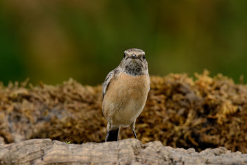  tarabilla europea  hembra posada en el musgo y fondo verde  (saxicola rubicola) Marbella Andalucía España 