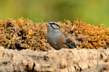 escribano montesino macho posado en un tronco  (Emberiza cia) Marbella Andalucía España
