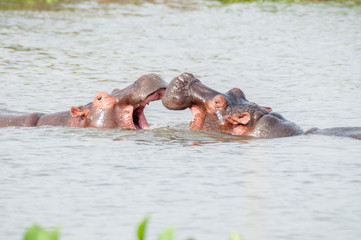 Fototapeta premium ippopotamo africano
