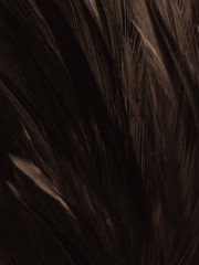 Beautiful abstract white and brown feathers on white background and soft yellow feather texture on white pattern and yellow background, feather background , gold feathers banners