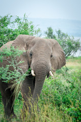 Obraz premium elefante