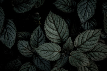 closeup nature view of green leaf texture, dark wallpaper concept, nature background, tropical leaf