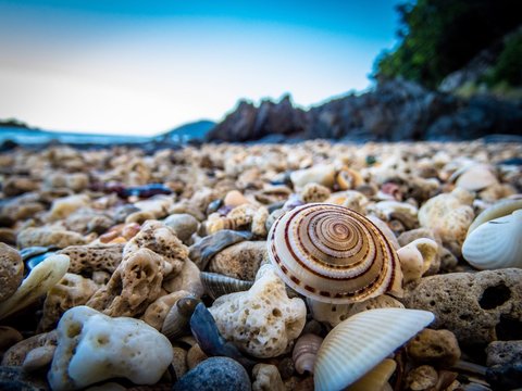 Close-up Of Snail At Beach
