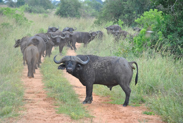 Obraz premium bufali africani