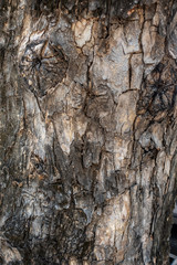 Old tree bark texture background