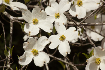 Fototapeta na wymiar Dogwood blossoms