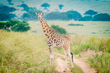 giraffe africane