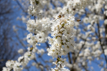 a little bee and blooming sakura tree in spring time