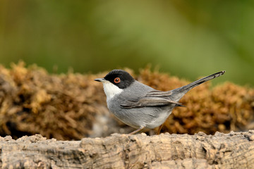 curruca cabecinegra posada en una rama con musgo  (Sylvia melanocephala) Marbella Andalucía España