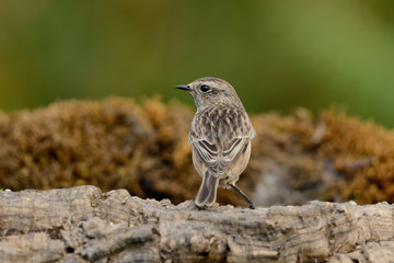   tarabilla hembra posada en una rama con fondo natural en vede  (saxicola rubicola) Marbella Andalucía España 