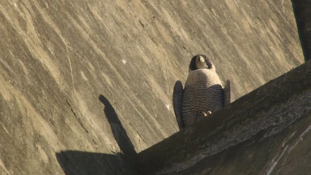 Peregrine falcon (Falco peregrinus) on building / Exeter, Devon, UK