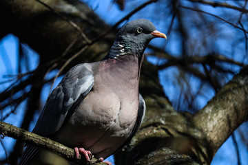 pigeon on the tree