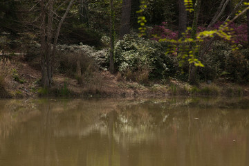 Trees reflected in a lake