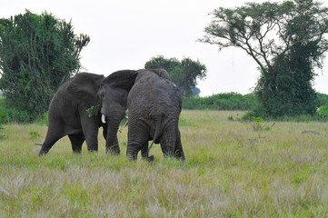 elefante africano