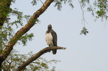 uccelli predatori africani