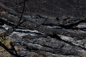 Burned trees, burned forest and grass.
