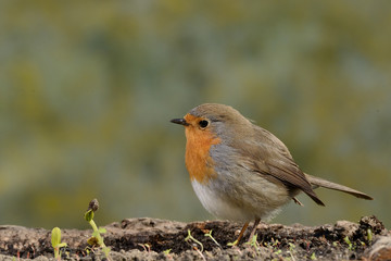petirrojo europeo posado en un tronco en el suelo (erithacus rubecula) Marbella Andalucía España