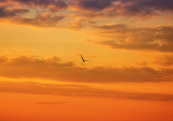 Fototapeta na wymiar Seagull flying on a sunset background