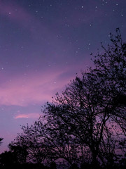 Fototapeta na wymiar night sky and tree