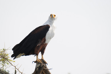 aquila africana