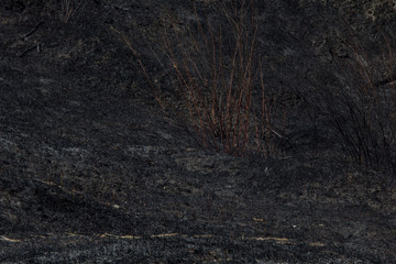 Burned trees and bush burned forest.