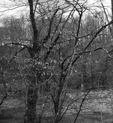 Rain drops hang on wet tree branches in the forest in a black and white image