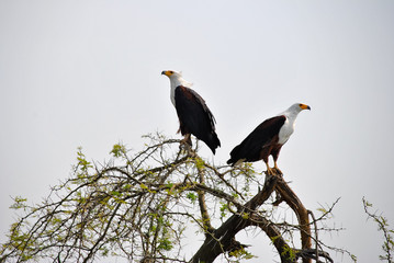 aquila africana