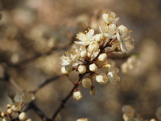 Blooming tree in spring. Close up