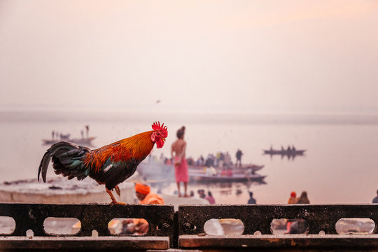 Varanasi, India - February, 2018: Black and red cock standing on fence on bank of river Ganges with local people and boats in background