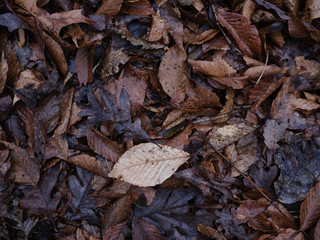Rotting and decomposing leaves  on the forest floor in late autumn