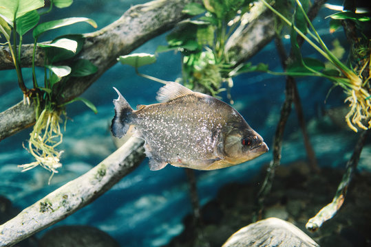 Big fish with grey scale under sea water on blue blurred background in oceanarium