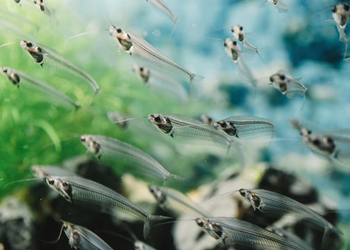 Closeup of flock of small transparent fishes underwater in aquarium on colorful blurred background