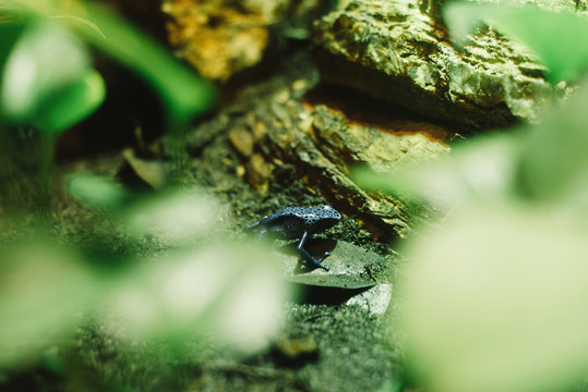 Water green frog hiding under the aquarium