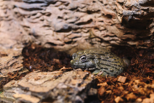 Water green frog hiding under the aquarium