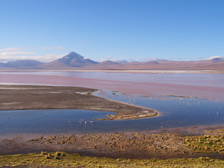 Pink flamingos on the salt lake, Laguna Colorada, Altiplano, Bolivia. Copy space for text