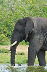 Fototapeta premium elefante africano