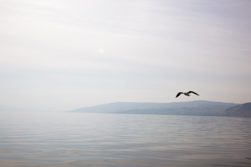 Birds flying over the Sea of Galilee in Israel