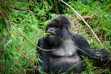 maschio di gorilla di montagna