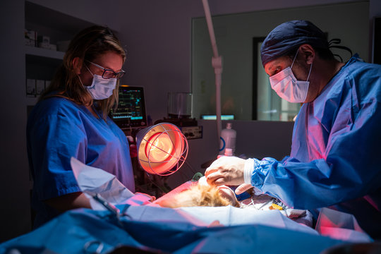 Crop assistant in medical uniform using infrared lamp while focused veterinary doctor operating animal against blurred interior and special equipment in dark operating room of contemporary clinic